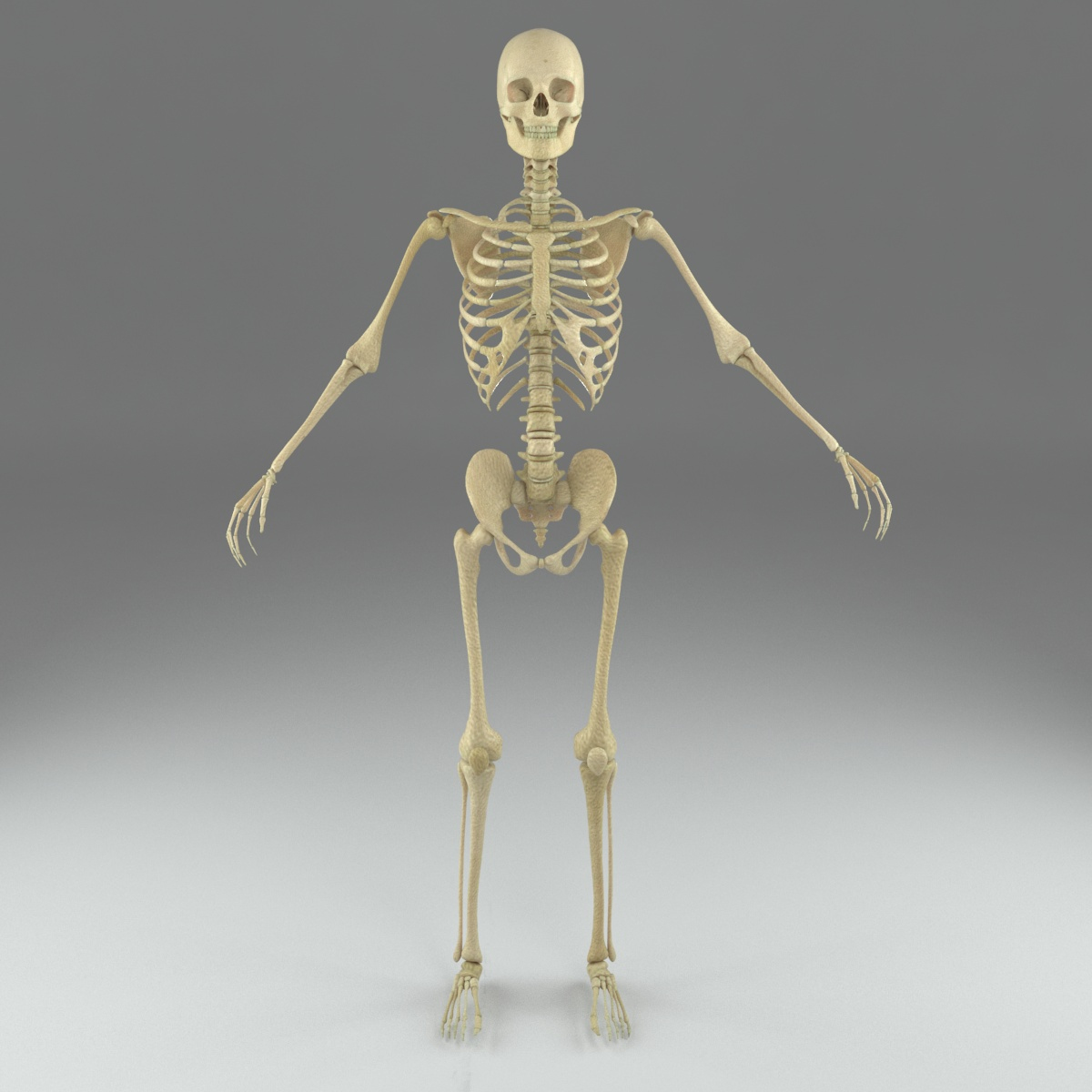 Human male skeleton rigged 3D - TurboSquid 1217853