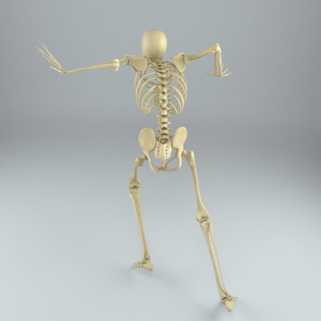 Human Male Skeleton Rigged 3D - TurboSquid 1217853