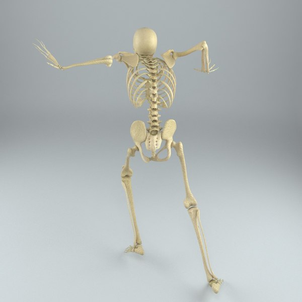 Human male skeleton rigged 3D - TurboSquid 1217853