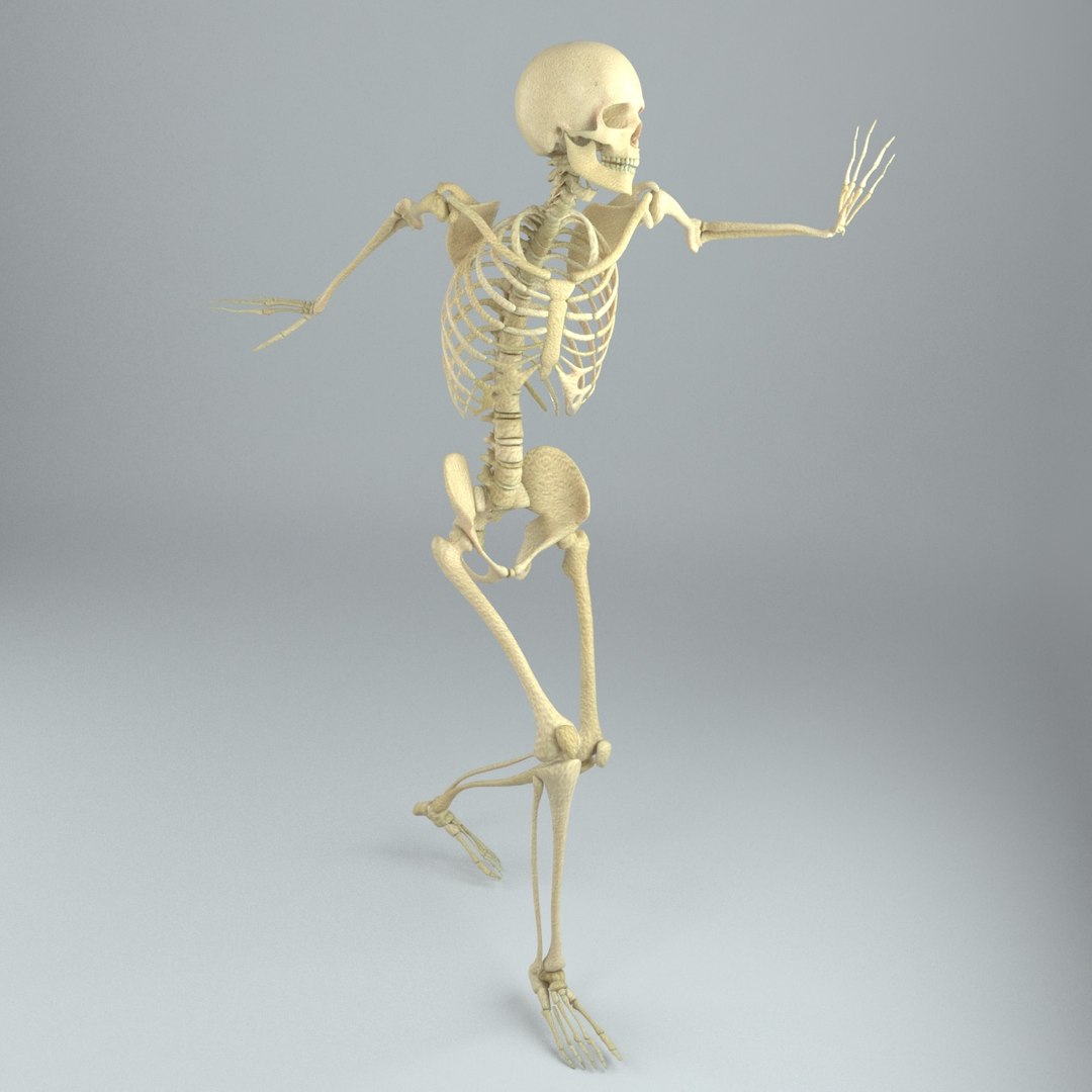 Human Male Skeleton Rigged 3D - TurboSquid 1217853