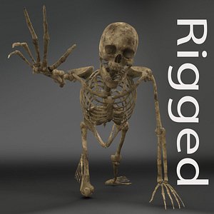 human male skeleton rigged 3D