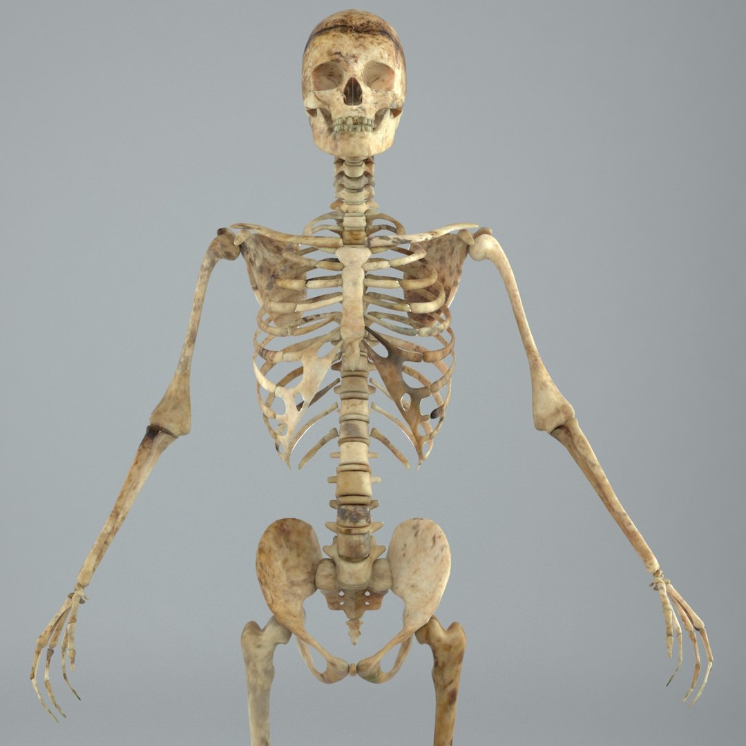 Human Male Skeleton Rigged 3D - TurboSquid 1217853