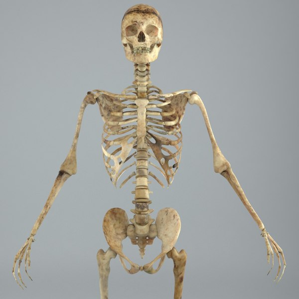 Human male skeleton rigged 3D - TurboSquid 1217853