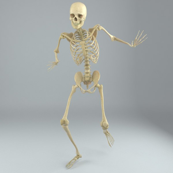 Human male skeleton rigged 3D - TurboSquid 1217853