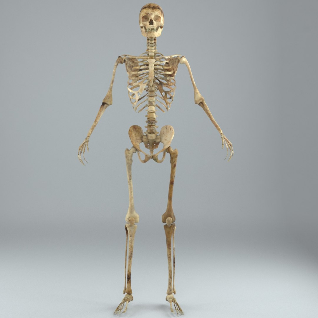 Human Male Skeleton Rigged 3D - TurboSquid 1217853