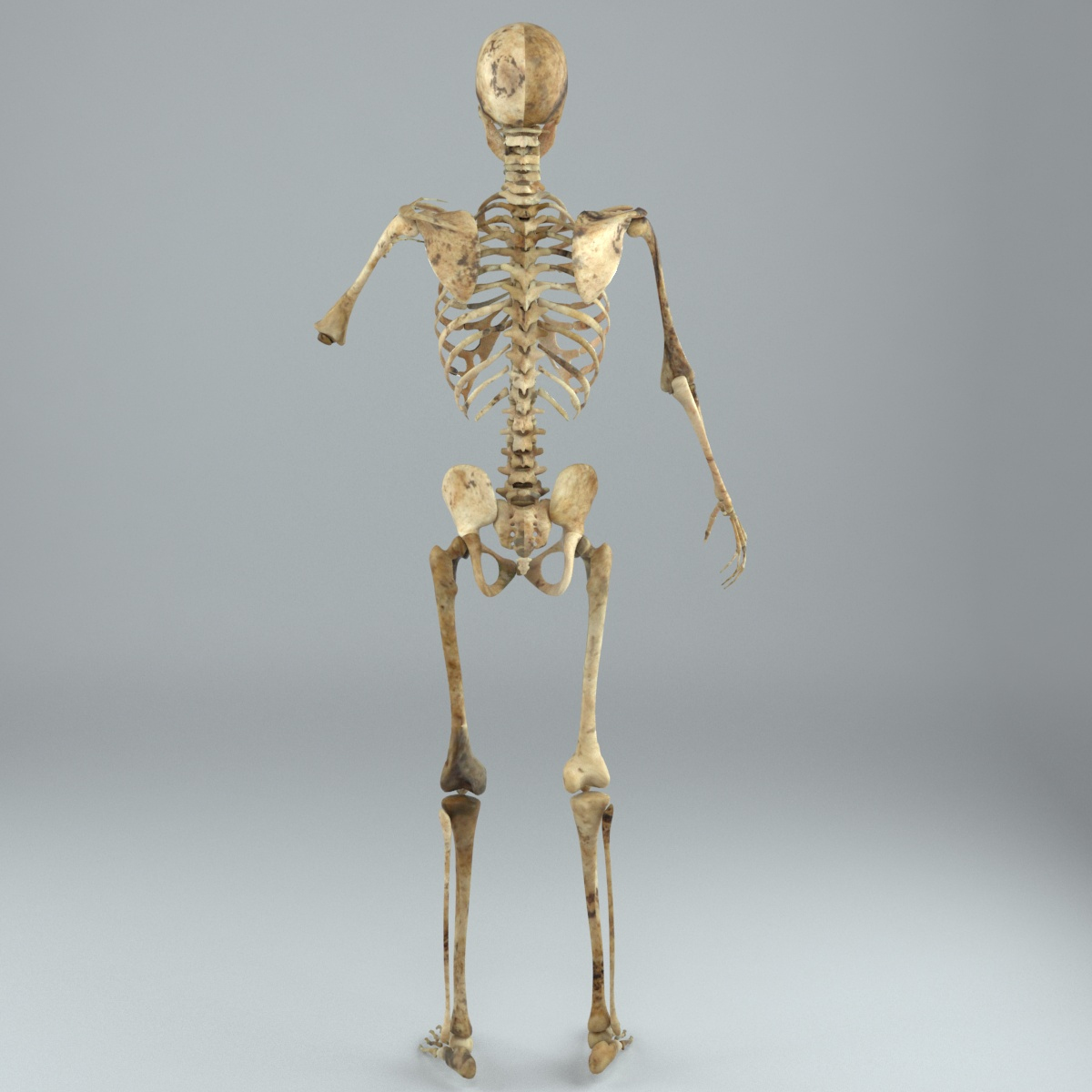 Human male skeleton rigged 3D - TurboSquid 1217853