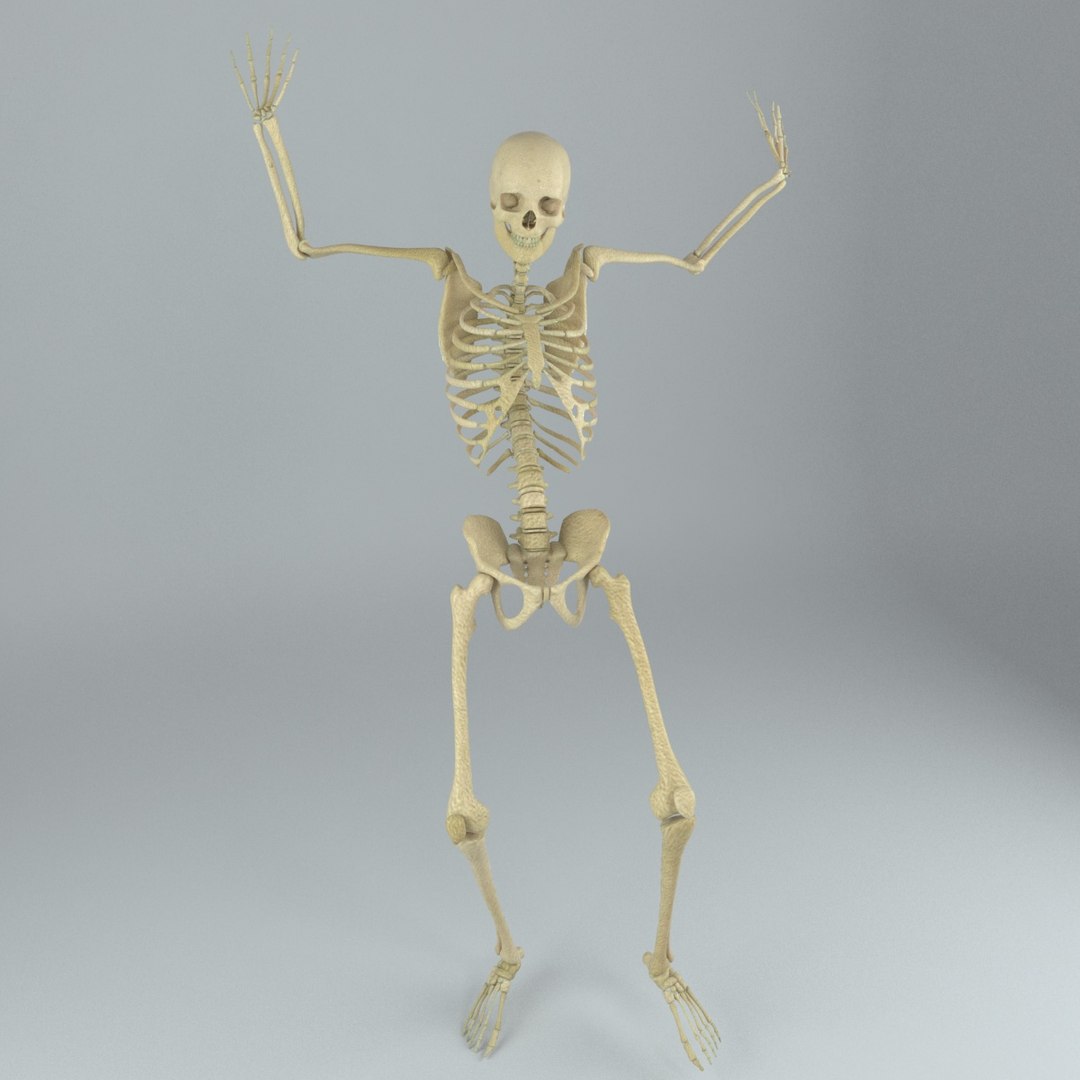 Human Male Skeleton Rigged 3D - TurboSquid 1217853