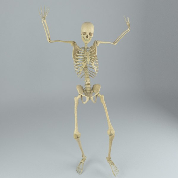 Human male skeleton rigged 3D - TurboSquid 1217853