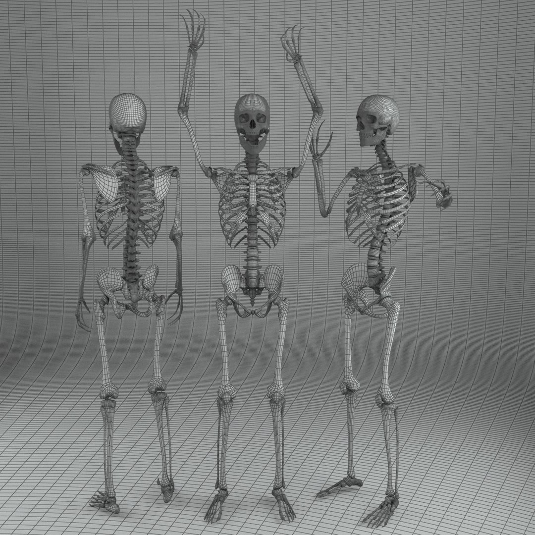 Human Male Skeleton Rigged 3D - TurboSquid 1217853