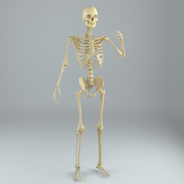 Human male skeleton rigged 3D - TurboSquid 1217853