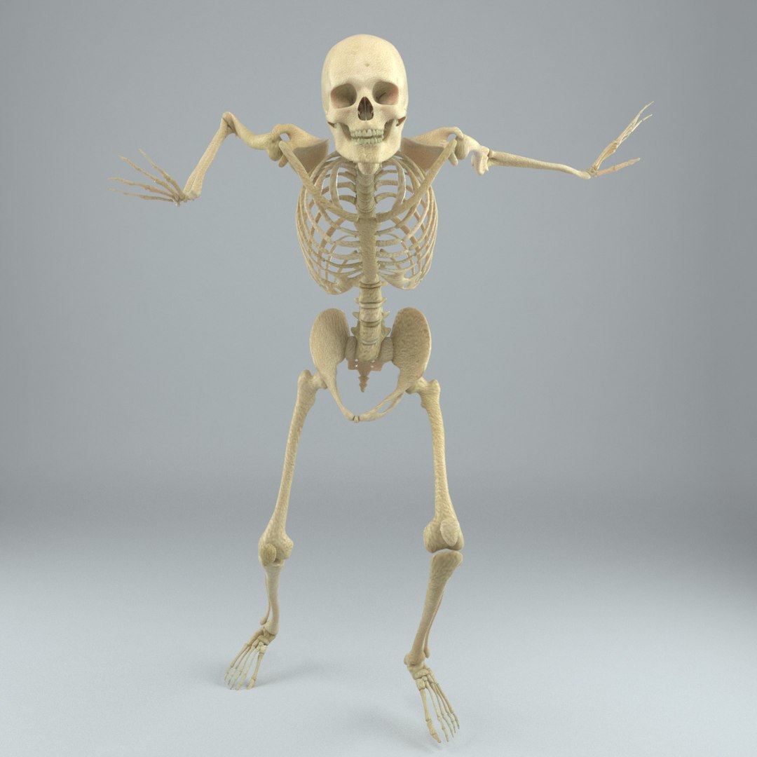 Human Male Skeleton Rigged 3D - TurboSquid 1217853