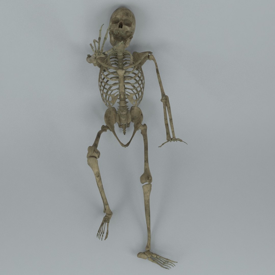 Human Male Skeleton Rigged 3D - TurboSquid 1217853
