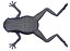 Green Frog