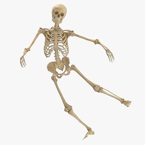 3D real human female skeleton