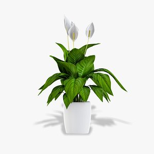 peace Lily 3D model