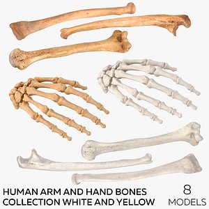 3D Human Arm and Hand Bones Collection White and Yellow - 8  models