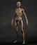 Skinny Human Anatomy