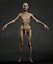 Skinny Human Anatomy