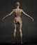 Skinny Human Anatomy