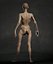 Skinny Human Anatomy