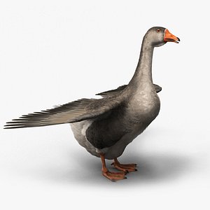 3D goose domestic model
