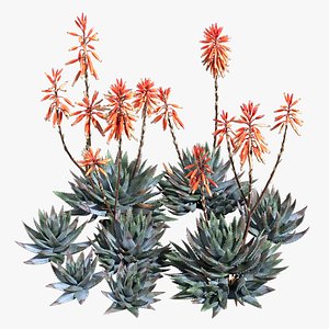 3D Aloe Brevifolia - Short Leaf Aloe 02