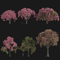 Ceiba speciosa - Silk floss tree
