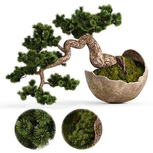 Bonsai Pinus Sylvestris Tree 3D model