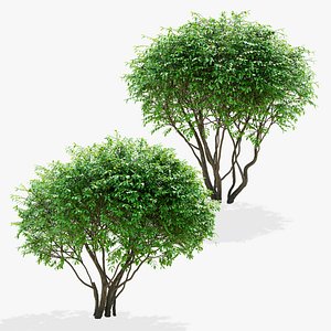 Ligistrum vulgare multistem model