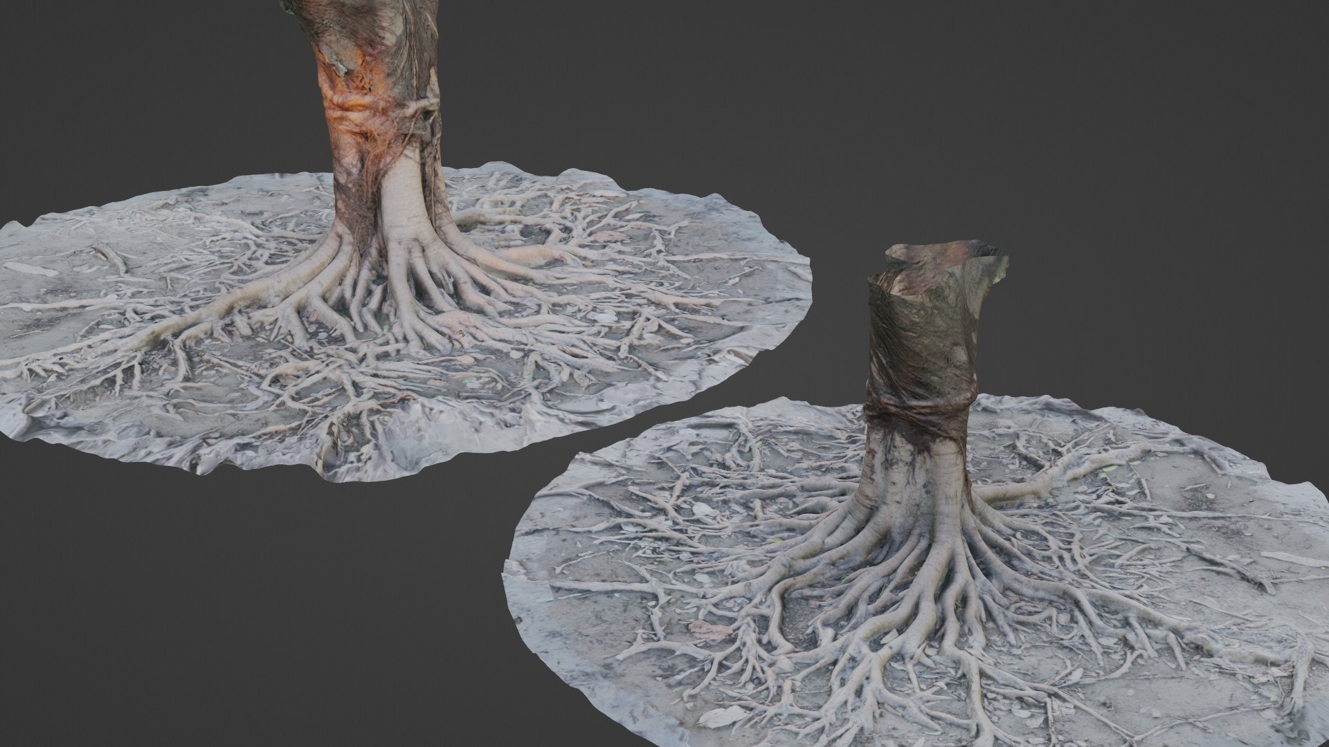 Gaint Roots Tree 3D Model - TurboSquid 2332178