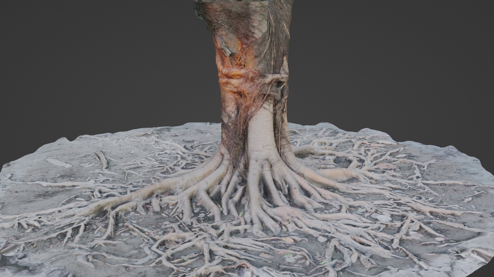 Gaint Roots Tree 3D Model - TurboSquid 2332178