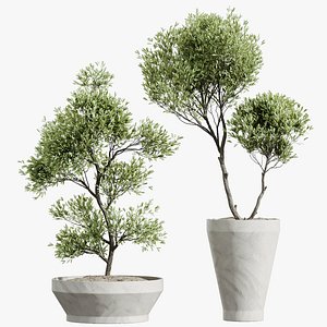 AV HousePlants Mission Kalamata Leccino Arbequina Wilsonii Chemlali Olive Set42