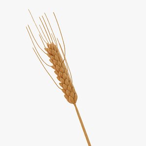 Wheat