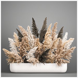 Bouquet of dried reeds in a vase cortaderia pampas grass 186