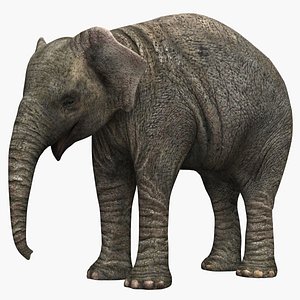 elephant 3d model