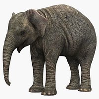 Elephant Calf