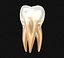 Dente molar humano