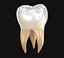 Dente molar humano