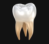 Human molar tooth