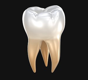 Human molar tooth