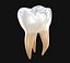Dente molar humano