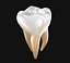 Dente molar humano
