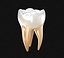 Dente molar humano
