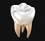 Dente molar humano