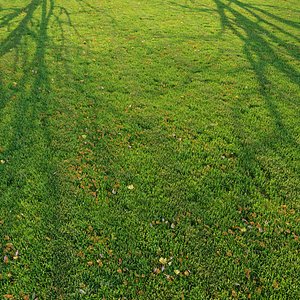 Cut grass