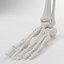 Skeleton Leg