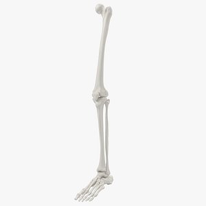 Skeleton Leg