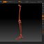 Skeleton Leg