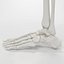 Skeleton Leg