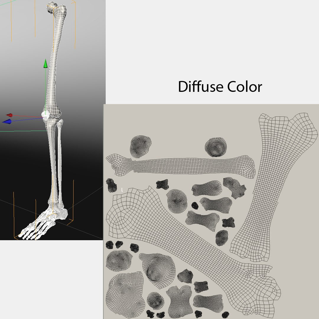 leg skeleton 3d c4d https://p.turbosquid.com/ts-thumb/5b/Nly5Wi/phGtUYPy/25leg/jpg/1375022564/1920x1080/fit_q87/70757d99815b6d8da9c97b424a1984a5268f49c6/25leg.jpg